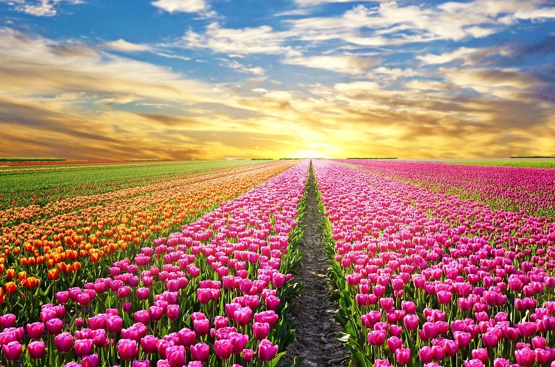 flowers flowers  / miniature flowers